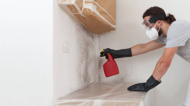 Professional Basement Mold Remediation technician working in Augusta, KY