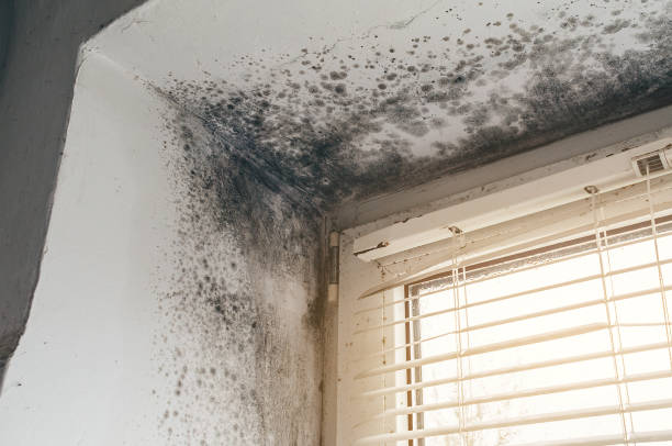 Affordable Basement Mold Remediation solutions in Augusta, KY