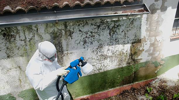 Top rated local Basement Mold Remediation specialists in Augusta, KY